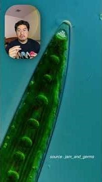 สาหร่ายขนาดจิ๋วชนิดนี้ชื่อว่า Closterium แสดงให้เห็นถึงหนึ่งในกฎพื้นฐานของจักรวาลผ่านกล้องจุลทรรศน์