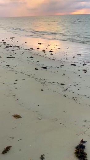 Bahari Beach Hotel on TikTok