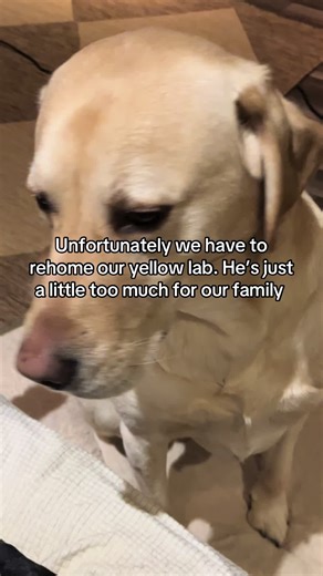 Rehoming Our Loving American Yellow Lab