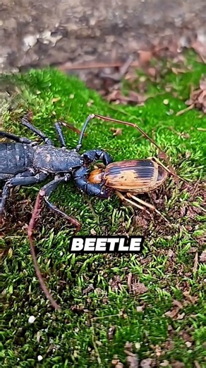 These animals use unreal weapons 😳Which one surprised you? #animallife #facts