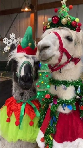 🎄 The Cutest Christmas Alpacas! (Elf vs. Santa) 🎅🦙