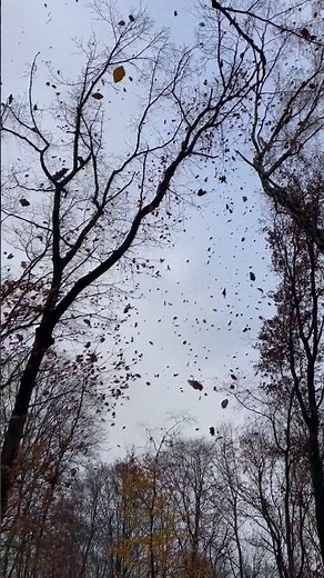 Leaves Falling, Windy, Nature Sounds - Autumn Ambience