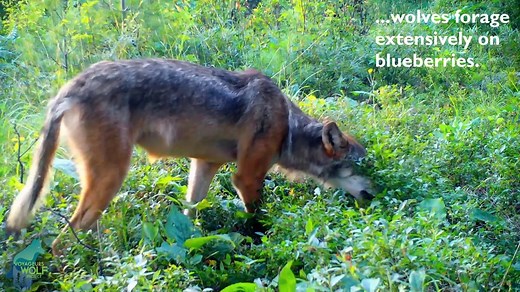 339K views · 4.9K shares | The first-ever footage of wolves eating...