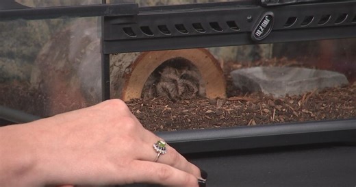 Spiders in your home as temps drop? Louisville pest control expert shares what to look for