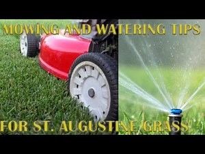 How to Properly Mow and Water St. Augustine Grass (Lawn Fact sheet)