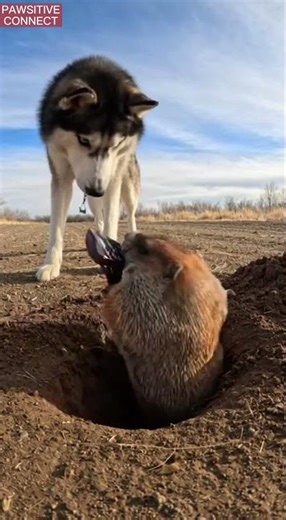 Underground deal you don't know : remote controller for potato | Animal Underground Trade Ep2