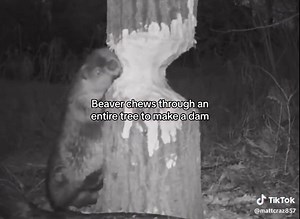 Beavers build dams to create deep water that gives them protection from predators. They live in dome-shaped constructions called beaver lodges within the ponds that can only be accessed by underwater entrances. Inside, they are safe from predators such as bears and wolves