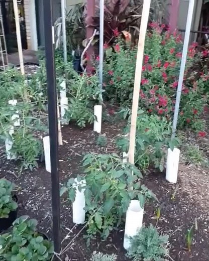 Here's a clever and easy tomato-training trick from ABC Gardening Australia magazine’s horticultural editor Phil Dudman Gardening. If you live in warmer parts of Australia, try it now! Gardening in a cooler zone? Then keep these ideas in mind for the hotter months ahead when the frost clears. 🍅🍅🍅 | ABC Gardening Australia magazine
