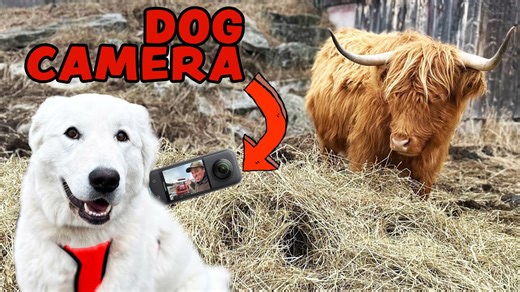 Farm dog captures entire video documenting daily farm life
