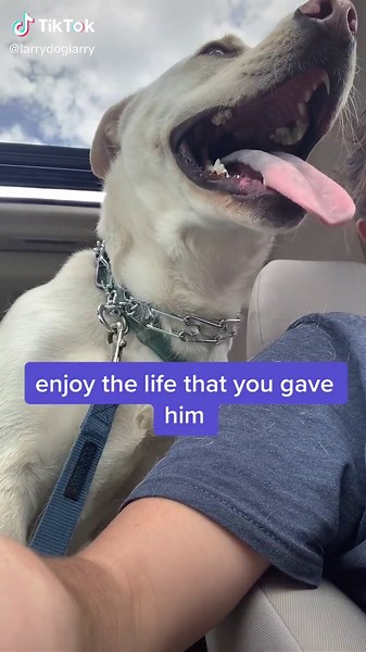 There really is nothing better #dogsoftiktok #dogtok #bestlife #doglove #labradorretriever