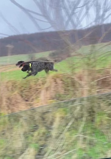 Beautiful Slow Motion German Wirehaired Pointer Hunting Dog