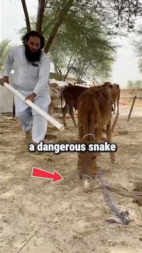 PVC Pipe vs Snake - Amazing! 😱