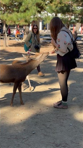 奈良公園の雰囲気最高！可愛い鹿たちが観光客と優しく触れ合っています🦌✨💖😛