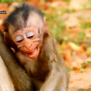 Painful whole body.. Many red ants bites poor little monkey Alba, Alba cries seizures #MonkeyPage | Monkey Page