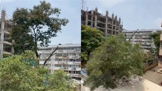 ‘Gone in 20 Seconds’: Another Tree Falls to Mumbai Construction