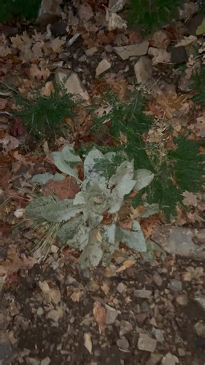 Early Morning Hike 11/20/2025 Mullein. ‘Verbascum Thapsus’ Yarrow. ‘Achillea Millefolium’ #me #fyp #herbal #motivation #nature