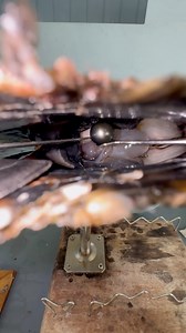 70K views · 772 reactions | Extracting the perfect pearl then implanting a nucleus to produce another pearl in a years time | Kamoka Pearls | Facebook