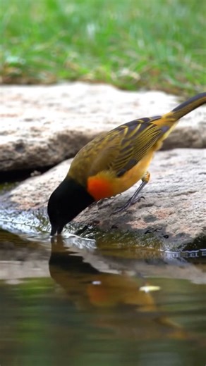 The Spotted Babbler is a common name often used for a few species of babblers, but it most often refers to the Spotted Babbler (Pellorneum ruficeps) — also called the Puff-throated Babbler. Spotted Babblers have a streaked brown and white plumage that blends perfectly with the forest floor, making them hard to spot even when they’re right nearby. They are known for their clear, melodious calls — often described as a series of sweet, whistled notes. Their song is a giveaway to their presence! Unl