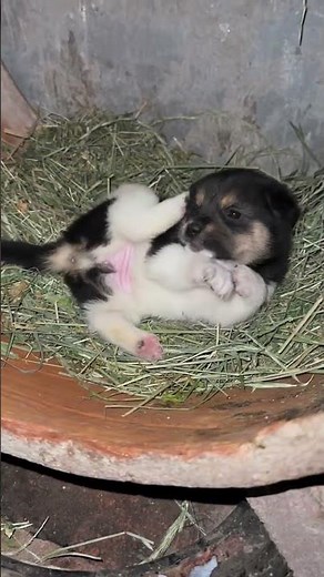 Dogs look so cute when they scratch themselves! #cutepets #dogs