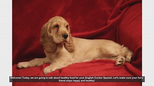Healthy Diet Tips for Your English Cocker Spaniel