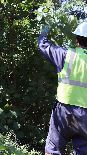 Wildfire prevention starts on the ground. Our Structure Brushing program is a critical part of reducing wildfire risk. Crews work year-round to clear a 10-foot radius around transmission towers and distribution poles, removing brush and debris that could ignite during high winds or extreme weather. With nearly 200,000 structures brushed annually across our 50,000-square-mile service area, this work helps protect communities and keep the lights on. Learn more about how we’re prioritizing safety.