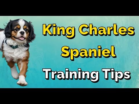 Cavalier King Charles | A Step-by-Step Guide to Training Your Spaniel