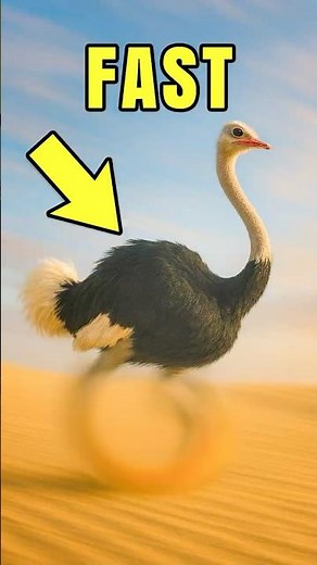 Top 4 Fastest Animals on Earth😱⚡