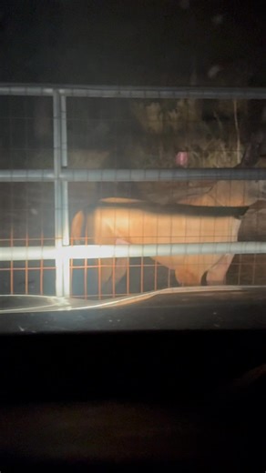 POV, you pull-up up at my farm 🤣 | Hayley Ellison