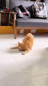 308K views · 9.5K reactions | Funny cat videos#funnyvideo #fypツ #cute #cat #cats #catsoftiktok #catlover #funnycat #foryou | Petmeowlover | Facebook