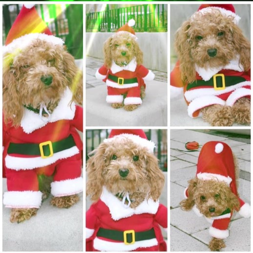 Tiny Brooklyn Queen (@tinybrooklynqueen)’s videos with Doggy Dogg Christmas - Snoop Dogg