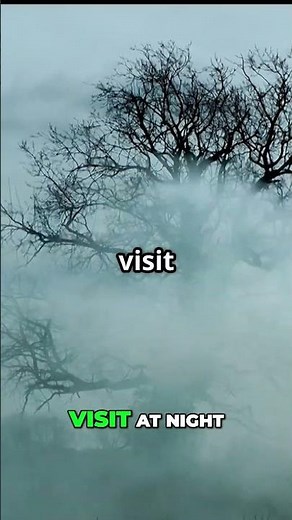 Angel Oak: Haunting History of South Carolina's Oldest Tree