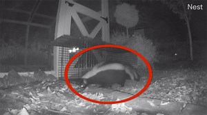 331K views · 8.2K reactions | Cutting Back Perennials & Trying to Catch a Chicken Stalker!  | Garden Answer | Facebook