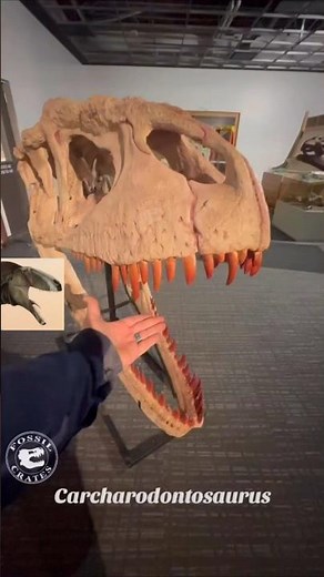 Carcharodontosaurus: Shark-Toothed Giant! #carcharodontosaurus