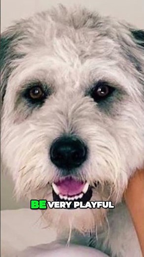 Meet the Sapsali - Shaggy Coated Korean Dog Breed