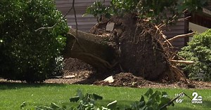 Licensed tree expert shares advice for fallen trees after a storm