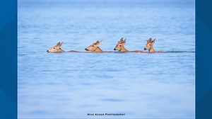 See rare photos of four deer swimming in Lake Erie and trotting along the beach in Mentor