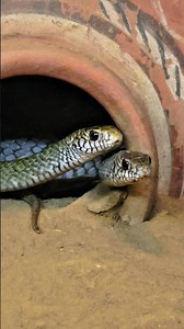 #viralshorts #trendingshorts #shortsvideo #ytshortsindia #reels #viralvideo #dailyshorts #ytshorts