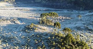 Urupema na serra catarinense amanhece com geada e temperaturas abaixo de zero Nesta manhã, Urupema em Santa Catarina registrou mais um dia de geada, por volta das 6h30 da manhã, segundo dados da Epagri, os termômetros marcaram -2°C. As imagens por Elcio Branco | Linda SC