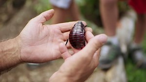 Garden Bugs - ABC Kids