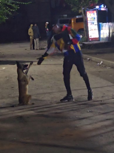 Belgan Malinois Breed Overview and Pronunciation Tips