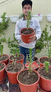 207K views · 3.3K reactions | How To Grow Asiatic Lilies  ( Best...