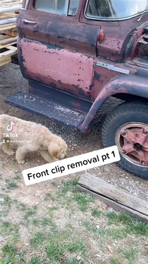 MEMORIES…1961 C50 front clip removal under 1 minute 🛠️🤓. #burksgarage #GMYRIDDED #stretch #minisemi #fyp #P30 #C30 #cabswap #trucks #LSswap #1tons #truck #C30 #slammedtrucks #lowered #truckin #chevytrucks #GMC #GMCtrucks #cabswap #c10 #C20 #mechanic #suspension #project #dually #comegetyourboy #grinder #trailerStay tuned to see what we GMYRIG next!!! .Check out our linktree with other platforms “Burk’s Garage” YT, IG, FB, TT &“Burk’s Unlimited” YT, IG, FB, TT | Burk’s Garage
