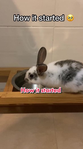 He was so tiny 🥹 #bunny #bunniesoftiktok #petsoftiktok #rabbitsoftiktok #bunnylove #funnyvideos #🐰 #purethebunny #cutepets #cutepetsoftiktok #bunnyhop #funnybunny