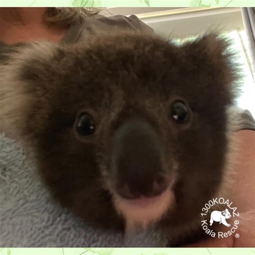 13K views · 1K reactions | The last of our joeys to come into care...