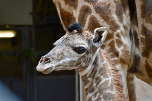 Endangered giraffe dies in ‘very tragic and unfortunate incident’ at zoo