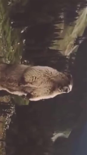 あ、うんw#スプラトゥーン2 #叫ぶビーバー#ガチマッチ