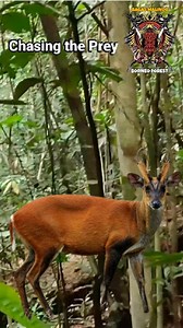 1.3M views · 18K reactions | Chasing the prey, namely the deer that...