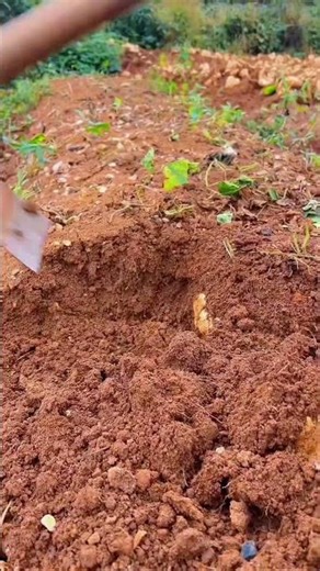 #harvesting #farming #ruralliving #rurallife #naturalife #naturalrurallife #naturerurallife #shorts