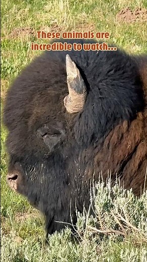 🦬 Yellowstone Bison Eats Dinner Without Standing Up! 😂 #bison #yellowstonenationalpark #fyp