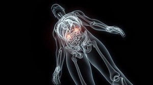 3d Rendering Medical Animation Adrenal Glandsx-ray Stock Footage Video (100% Royalty-free) 1102960043 | Shutterstock